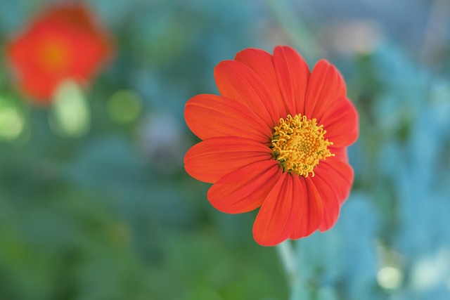 火箭队为何 火箭队为何