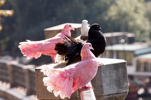 其广泛的群 其广泛的群